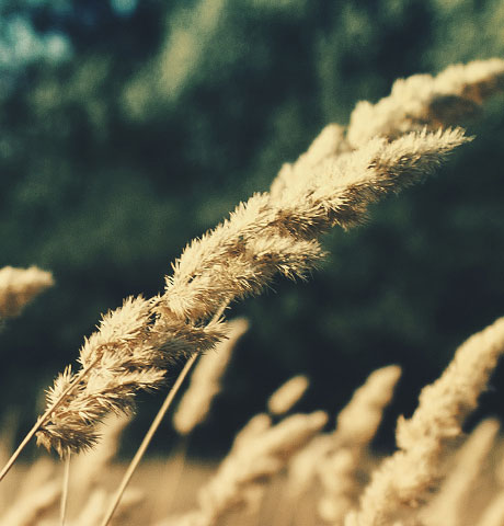 呼死你软件短信